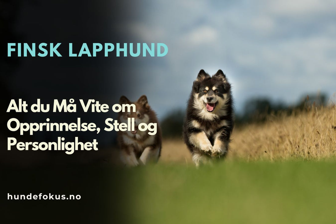 Finsk Lapphund