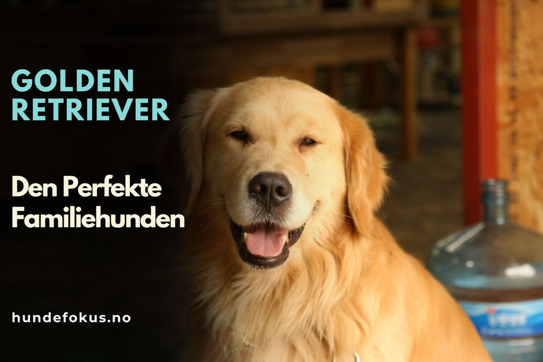 Golden Retriever