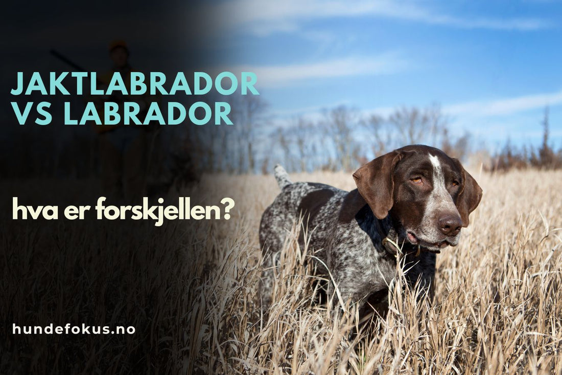 Jaktlabrador vs labrador