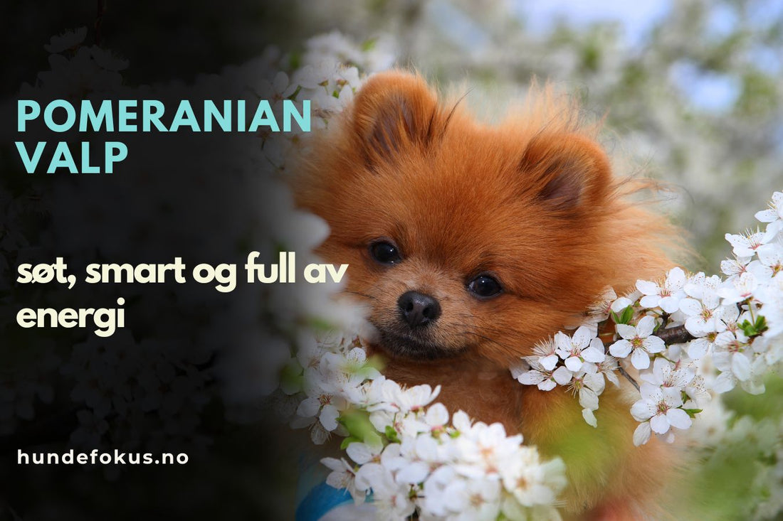 Pomeranian valp