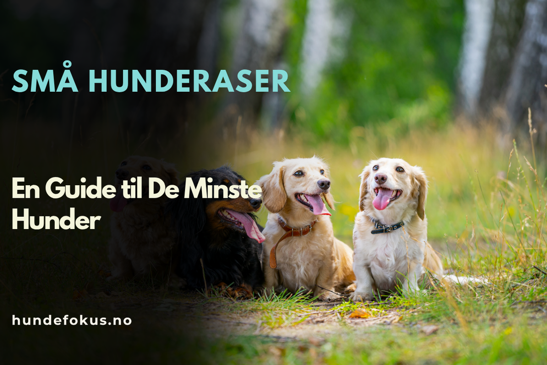 Små Hunderaser