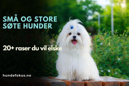 Små og store søte hunder – 20+ raser du vil elske